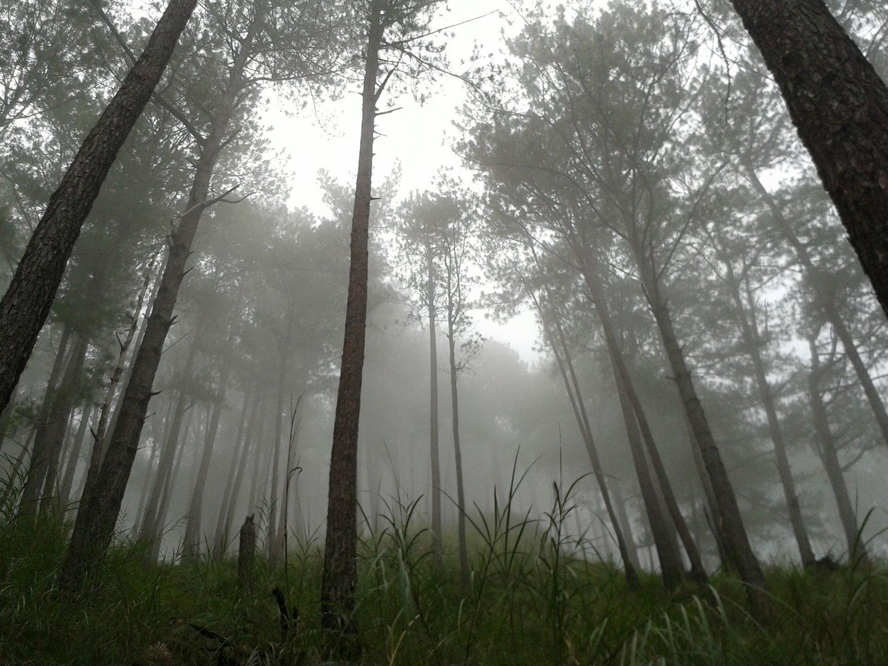 Morning fog drifting through a Benguet pine forest in the Philippine highlands