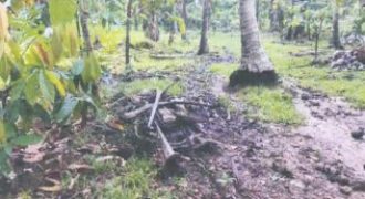 Foreclosed Residential Lot in Guinayangan, Quezon