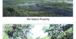 Foreclosed Agricultural Lot in Bugallon, Pangasinan