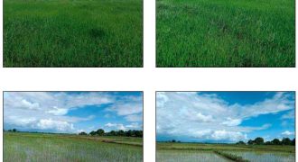 Foreclosed Property in Solana, Cagayan · Lot D (Bangko Sentral ng Pilipinas)