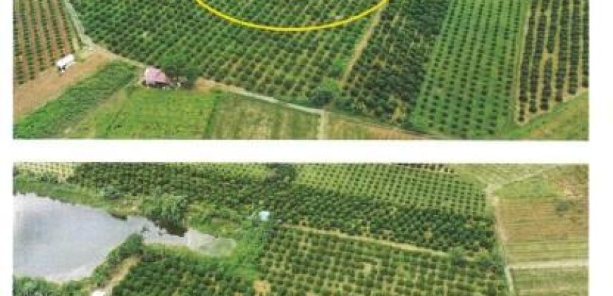 Foreclosed Property in Jaen, Nueva Ecija (Bangko Sentral ng Pilipinas)