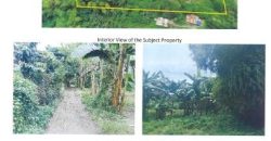 Foreclosed Agricultural Lot in Jaen, Nueva Ecija (Bangko Sentral ng Pilipinas)