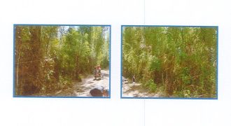 Foreclosed Agricultural Lot in Janiuay, Iloilo (Philippine Veterans Bank)