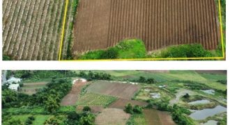 Foreclosed Property in Penaranda, Nueva Ecija (Bangko Sentral ng Pilipinas)