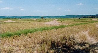 Foreclosed Agricultural Lot in Ballesteros, Cagayan