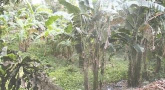 Foreclosed Residential Lot in Pili, Camarines Sur · Lot 1-B-2-C-6 (Philippine Veterans Bank)