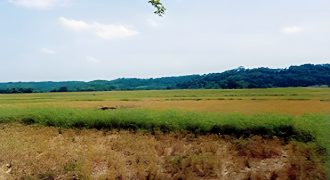 Foreclosed Agricultural Lot in Ballesteros, Cagayan