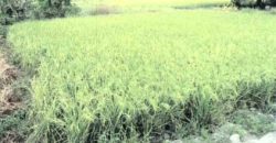 Foreclosed Residential Lot in San Jose, Occidental Mindoro · Lot 1664-E-7 (Philippine Veterans Bank)