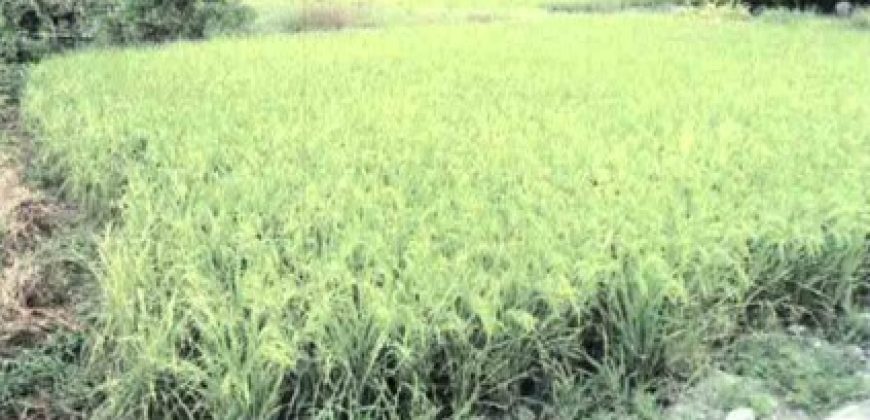 Foreclosed Residential Lot in San Jose, Occidental Mindoro · Lot 1664-E-7 (Philippine Veterans Bank)