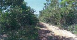 Foreclosed Agricultural Lot in Hermosa, Bataan (PDIC)