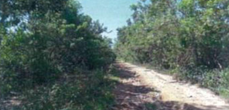 Foreclosed Agricultural Lot in Hermosa, Bataan (PDIC)