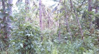 Foreclosed Agricultural Lot in Talacogon, Agusan del Sur, Mindanao
