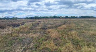 Foreclosed Agricultural Lot in Cabanatuan City