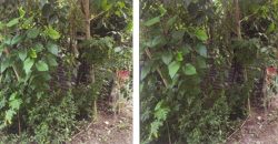 Foreclosed Residential Lot in Batangas · Lot 8 (PDIC)