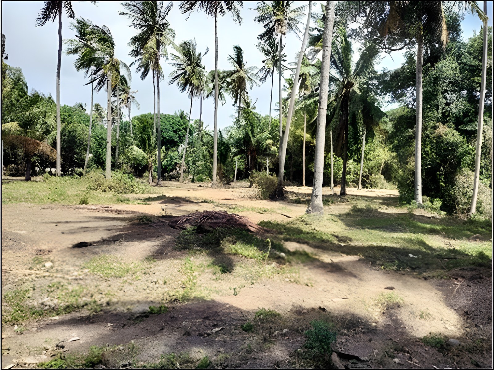 Foreclosed Agricultural Lot in Zamboanguita, Negros Oriental