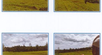 Foreclosed Agricultural Lot in Bago, Negros Occidental (Philippine Veterans Bank)