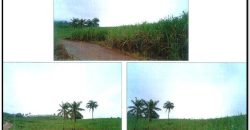 Foreclosed Agricultural Lot in Amlan, Negros Oriental, Visayas