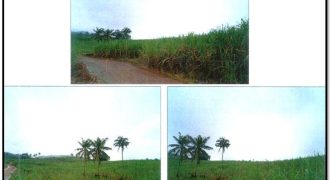 Foreclosed Agricultural Lot in Amlan, Negros Oriental (PDIC)
