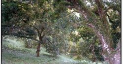 Foreclosed Agricultural Lot in Amlan, Negros Oriental · Lot No. 3266 (PDIC)