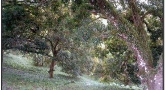 Foreclosed Agricultural Lot in Amlan, Negros Oriental · Lot No. 3266 (PDIC)