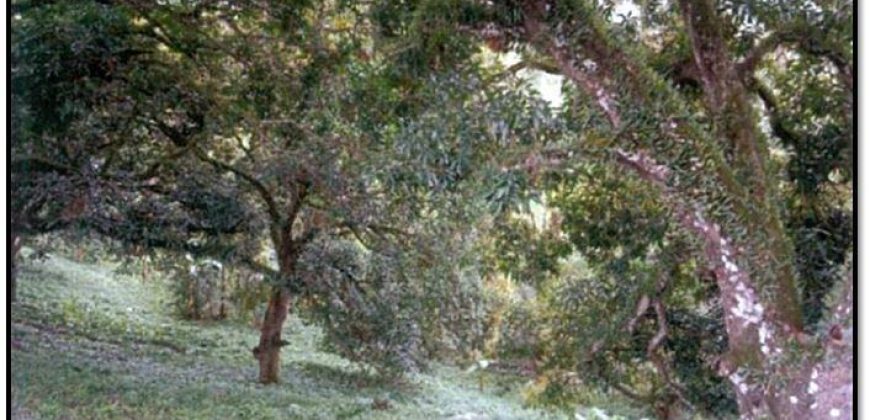 Foreclosed Agricultural Lot in Amlan, Negros Oriental · Lot No. 3266 (PDIC)