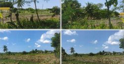 Foreclosed Agricultural Lot in Barotac Nuevo, Iloilo (PDIC)