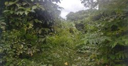 Foreclosed Agricultural Lot in San Antonio, Nueva Ecija (PDIC)
