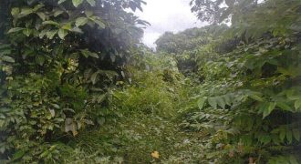 Foreclosed Agricultural Lot in San Antonio, Nueva Ecija (PDIC)