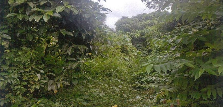 Foreclosed Agricultural Lot in San Antonio, Nueva Ecija (PDIC)