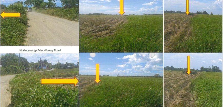 Foreclosed Agricultural Lot in Cabanatuan City, Nueva Ecija (PDIC)