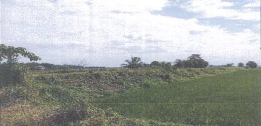 Foreclosed Agricultural Lot in Echague, Isabela · Lot 1631-A (PDIC)