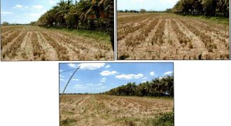 Foreclosed Residential Lot in City Of Cauayan City, Isabela · Lot 59 (PDIC)