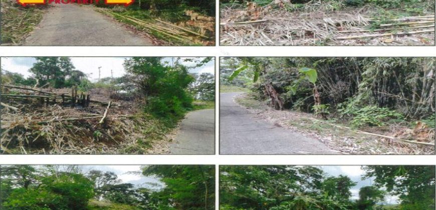 Foreclosed Agricultural Lot in Santol, La Union · Lot No. 2029 (PDIC)