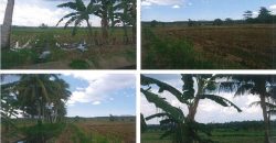 Foreclosed Agricultural Lot in Salvador, Lanao del Norte (PDIC)