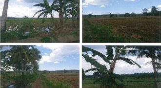Foreclosed Agricultural Lot in Salvador, Lanao del Norte (PDIC)