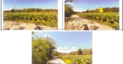 Foreclosed Agricultural Lot in San Fernando City, La Union · Lot No. 12629-B (PDIC)