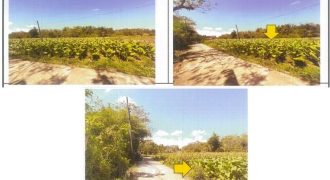 Foreclosed Agricultural Lot in San Fernando City, La Union · Lot No. 12629-B (PDIC)