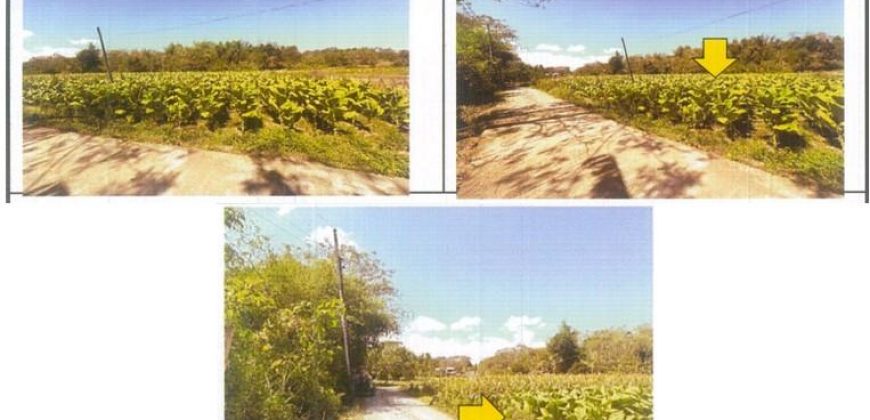 Foreclosed Agricultural Lot in San Fernando City, La Union · Lot No. 12629-B (PDIC)