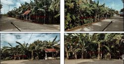 Foreclosed Agricultural Lot in Daanbantayan, Cebu (PDIC)