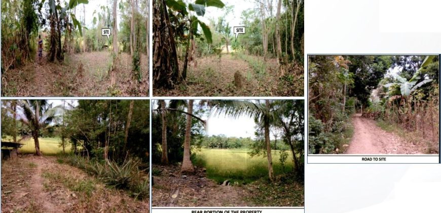 Foreclosed Agricultural Lot in Angadanan, Isabela · Lot 1371-F-3-M (PDIC)