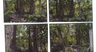 Foreclosed Agricultural Lot in Banga, Aklan, Visayas #3