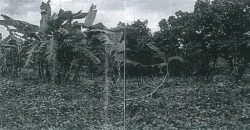 Foreclosed Agricultural Lot in Angat, Bulacan (PDIC)