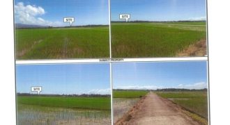 Foreclosed Agricultural Lot in Lagonoy, Camarines Sur · Lot No. 520 (PDIC)