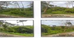 Foreclosed Agricultural Lot in Buenavista, Iloilo (PDIC)
