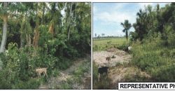 Foreclosed Agricultural Lot in Jones, Isabela · Lot 1521-B (PDIC)
