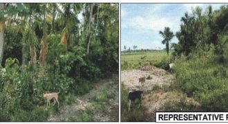Foreclosed Agricultural Lot in Jones, Isabela · Lot 1521-B (PDIC)