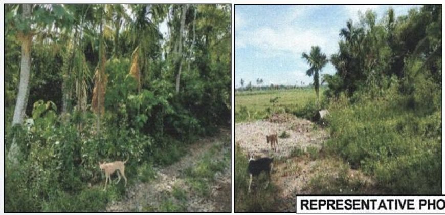 Foreclosed Agricultural Lot in Jones, Isabela · Lot 1521-B (PDIC)