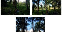 Foreclosed Agricultural Lot in Barobo, Surigao del Sur (PDIC)