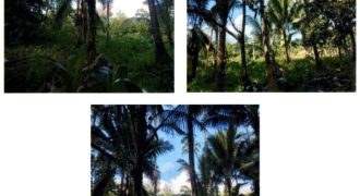 Foreclosed Agricultural Lot in Barobo, Surigao del Sur (PDIC)