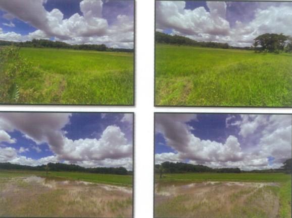 Foreclosed Agricultural Lot in Dumalag, Capiz